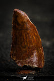 22323 - Beautiful 0.86 Inch Serrated Abelisaur Dinosaur Tooth Cretaceous KemKem Beds