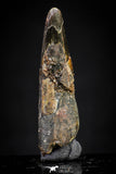 20893 - Nice 1.23 Inch Pterosaur (Coloborhynchus) Tooth Cretaceous KemKem