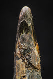 20893 - Nice 1.23 Inch Pterosaur (Coloborhynchus) Tooth Cretaceous KemKem