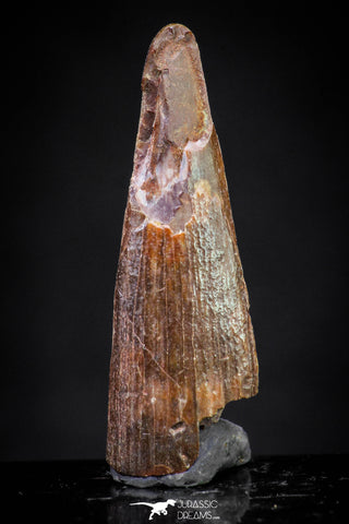 20894 - Top Beautiful 1.16 Inch Pterosaur (Coloborhynchus) Tooth Cretaceous KemKem