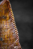 22323 - Beautiful 0.86 Inch Serrated Abelisaur Dinosaur Tooth Cretaceous KemKem Beds