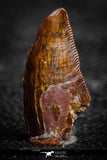 22323 - Beautiful 0.86 Inch Serrated Abelisaur Dinosaur Tooth Cretaceous KemKem Beds