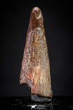 20894 - Top Beautiful 1.16 Inch Pterosaur (Coloborhynchus) Tooth Cretaceous KemKem