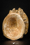 08040 - Top Beautiful 2.07 Inch Enchodus libycus Vertebra Bone Late Cretaceous