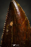 22324 - Dark Serrated 0.86 Inch Abelisaur Dinosaur Tooth Cretaceous KemKem Beds