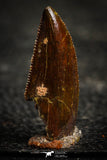 22324 - Dark Serrated 0.86 Inch Abelisaur Dinosaur Tooth Cretaceous KemKem Beds