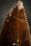 22324 - Dark Serrated 0.86 Inch Abelisaur Dinosaur Tooth Cretaceous KemKem Beds
