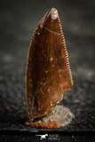22324 - Dark Serrated 0.86 Inch Abelisaur Dinosaur Tooth Cretaceous KemKem Beds