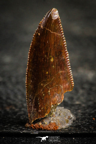 22324 - Dark Serrated 0.86 Inch Abelisaur Dinosaur Tooth Cretaceous KemKem Beds