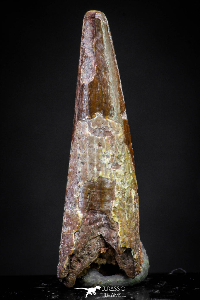 20895 - Top Beautiful 1.09 Inch Pterosaur (Coloborhynchus) Tooth Cretaceous KemKem