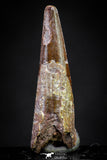 20895 - Top Beautiful 1.09 Inch Pterosaur (Coloborhynchus) Tooth Cretaceous KemKem