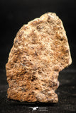 06295 - Nice Polished Section NWA Unclassified L-H Type Ordinary Chondrite Meteorite 11.0g