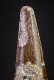 20895 - Top Beautiful 1.09 Inch Pterosaur (Coloborhynchus) Tooth Cretaceous KemKem