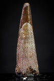 20895 - Top Beautiful 1.09 Inch Pterosaur (Coloborhynchus) Tooth Cretaceous KemKem