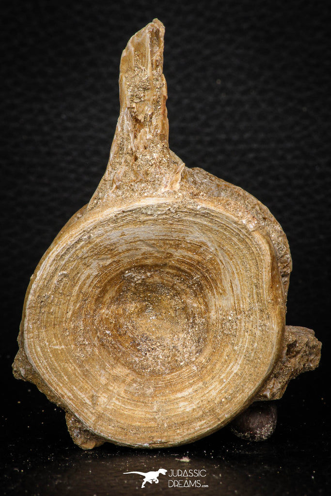 08041 - Top Beautiful 3.17 Inch Enchodus libycus Vertebra Bone Late Cretaceous