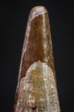 20895 - Top Beautiful 1.09 Inch Pterosaur (Coloborhynchus) Tooth Cretaceous KemKem