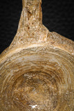 08041 - Top Beautiful 3.17 Inch Enchodus libycus Vertebra Bone Late Cretaceous
