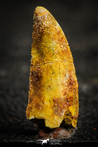 22325 - Beautiful 0.98 Inch Abelisaur Dinosaur Tooth Cretaceous KemKem Beds