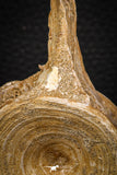 08041 - Top Beautiful 3.17 Inch Enchodus libycus Vertebra Bone Late Cretaceous