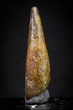 20896 - Top Beautiful 1.07 Inch Pterosaur (Coloborhynchus) Tooth Cretaceous KemKem