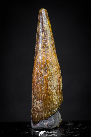 20896 - Top Beautiful 1.07 Inch Pterosaur (Coloborhynchus) Tooth Cretaceous KemKem