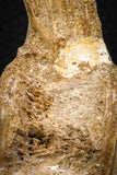 08041 - Top Beautiful 3.17 Inch Enchodus libycus Vertebra Bone Late Cretaceous