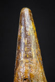 20896 - Top Beautiful 1.07 Inch Pterosaur (Coloborhynchus) Tooth Cretaceous KemKem