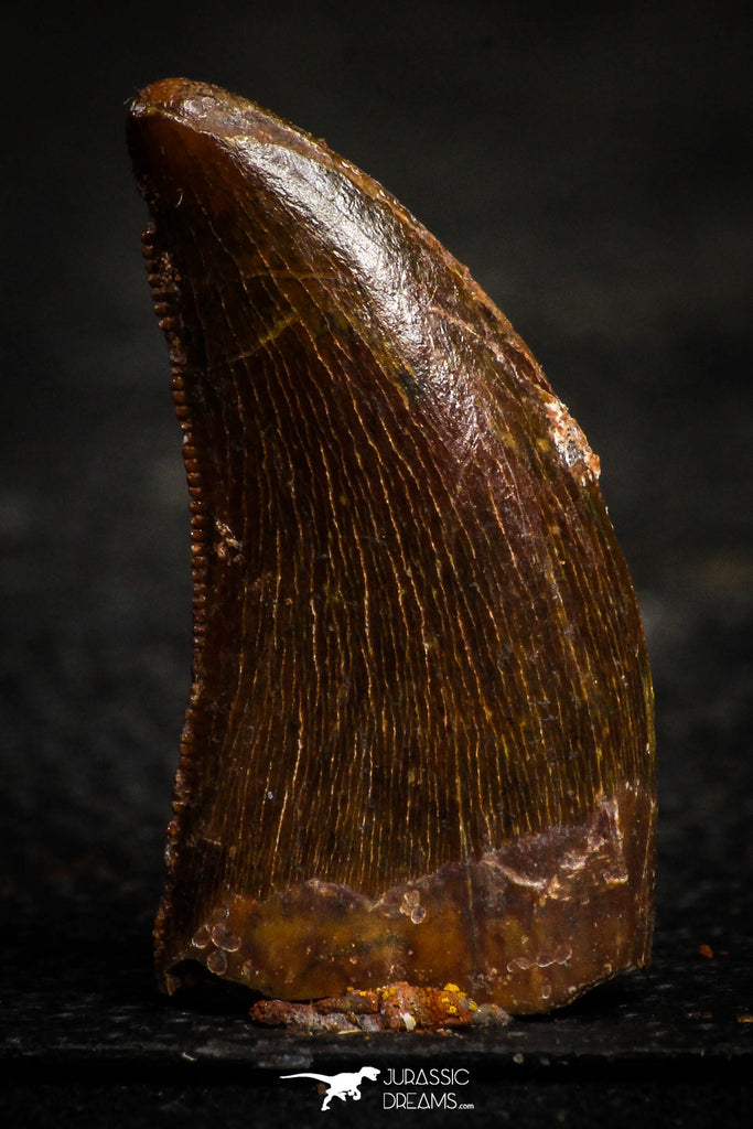 22326 - Nicely Serrated 0.96 Inch Juvenile Carcharodontosaurus Dinosaur Tooth KemKem