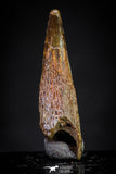 20896 - Top Beautiful 1.07 Inch Pterosaur (Coloborhynchus) Tooth Cretaceous KemKem