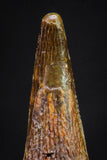 20896 - Top Beautiful 1.07 Inch Pterosaur (Coloborhynchus) Tooth Cretaceous KemKem