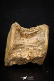 08042 - Top Beautiful 2.63 Inch Enchodus libycus Vertebra Bone Late Cretaceous