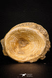 08042 - Top Beautiful 2.63 Inch Enchodus libycus Vertebra Bone Late Cretaceous