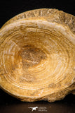 08042 - Top Beautiful 2.63 Inch Enchodus libycus Vertebra Bone Late Cretaceous
