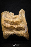08042 - Top Beautiful 2.63 Inch Enchodus libycus Vertebra Bone Late Cretaceous