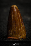 22328 - Rare 0.65 Inch Unidentified Cretaceous Crocodile Tooth KemKem Beds