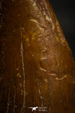 22329 - Top Beautiful 0.94 Inch Serrated Abelisaur Dinosaur Tooth Cretaceous KemKem Beds