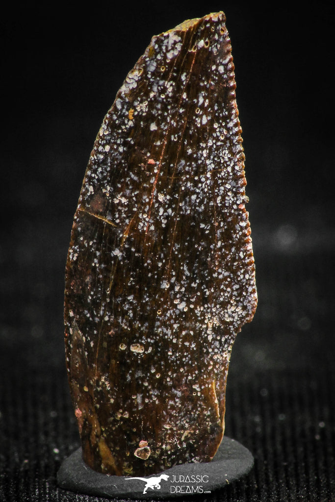 06299 - Dark Serrated 0.93 Inch Abelisaur Dinosaur Tooth Cretaceous KemKem Beds