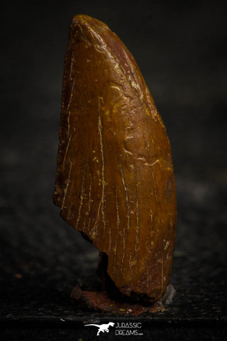 22329 - Top Beautiful 0.94 Inch Serrated Abelisaur Dinosaur Tooth Cretaceous KemKem Beds