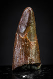 20898 - Top Beautiful 0.80 Inch Pterosaur (Coloborhynchus) Tooth Cretaceous KemKem