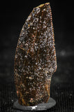 06299 - Dark Serrated 0.93 Inch Abelisaur Dinosaur Tooth Cretaceous KemKem Beds