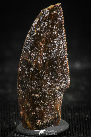06299 - Dark Serrated 0.93 Inch Abelisaur Dinosaur Tooth Cretaceous KemKem Beds
