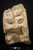 08043 - Top Beautiful 2.72 Inch Enchodus libycus Vertebra Bone Late Cretaceous