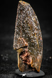 06299 - Dark Serrated 0.93 Inch Abelisaur Dinosaur Tooth Cretaceous KemKem Beds