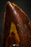 22330 - Beautiful 0.94 Inch Serrated Abelisaur Dinosaur Tooth Cretaceous KemKem Beds