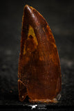 22330 - Beautiful 0.94 Inch Serrated Abelisaur Dinosaur Tooth Cretaceous KemKem Beds