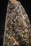 06299 - Dark Serrated 0.93 Inch Abelisaur Dinosaur Tooth Cretaceous KemKem Beds