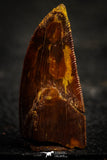 22330 - Beautiful 0.94 Inch Serrated Abelisaur Dinosaur Tooth Cretaceous KemKem Beds