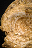 08043 - Top Beautiful 2.72 Inch Enchodus libycus Vertebra Bone Late Cretaceous
