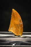 10002 - Top Quality 0.75 Inch Abelisaur Serrated Dinosaur Tooth Cretaceous KemKem
