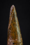 20899 - Top Beautiful 0.71 Inch Pterosaur (Coloborhynchus) Tooth Cretaceous KemKem